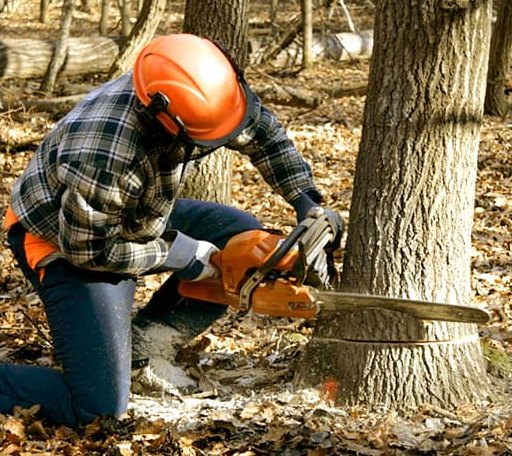 Tree Removal in Tremont, MS